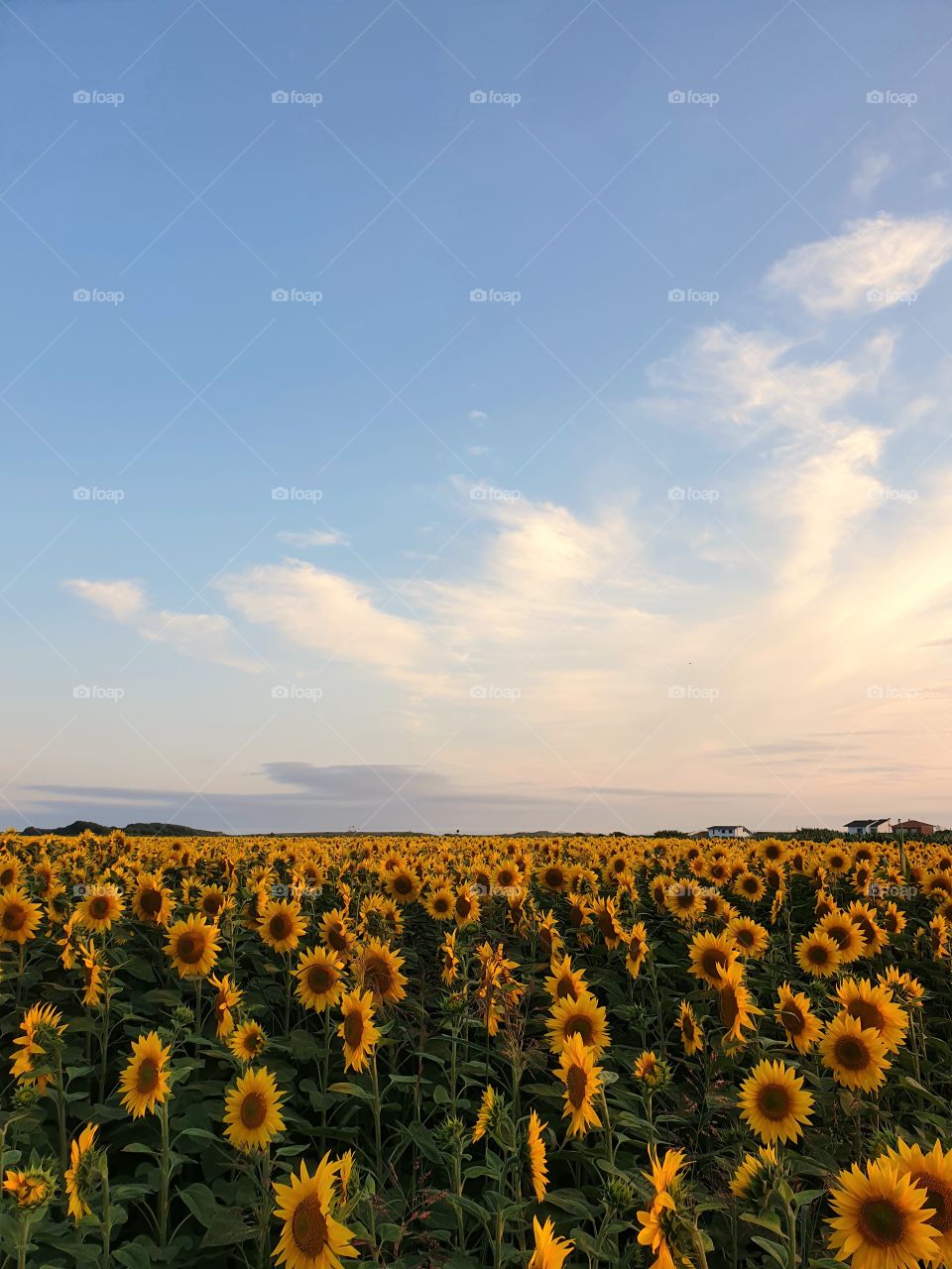 Sunflower Field near beach at sunset of a summer day