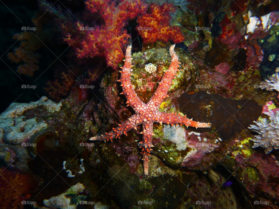 High angle view of sea star