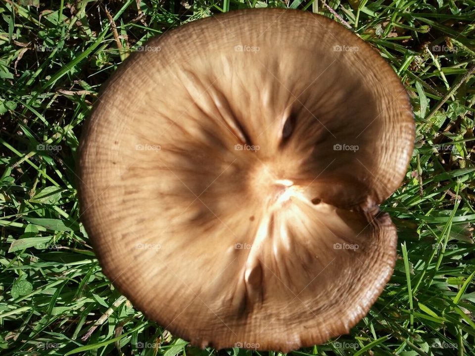 Mushroom Top
