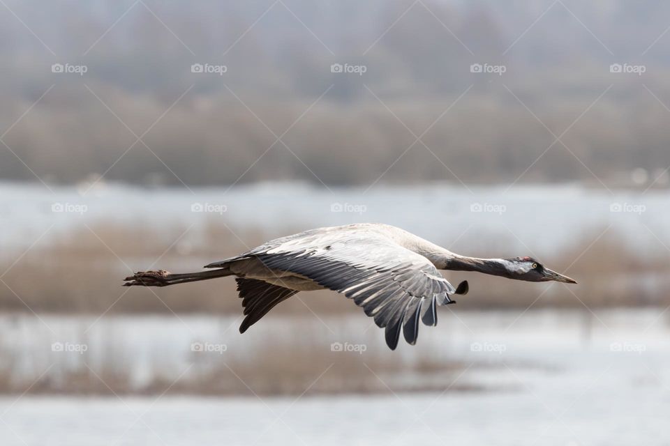 Closeup of one crane bird flying low over wetland 