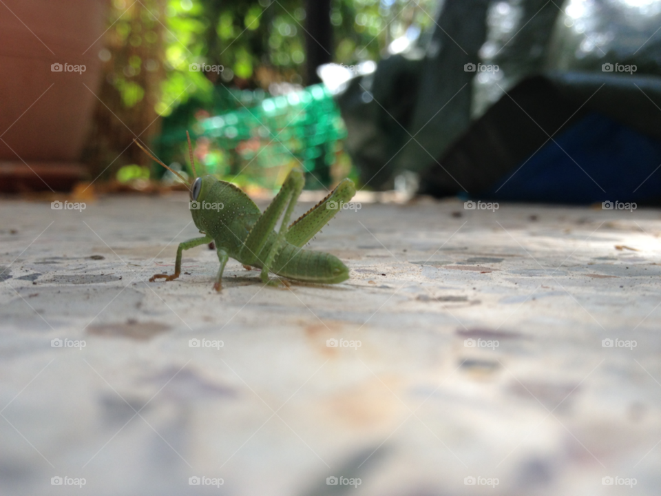 macro cricket micro athens by Don_Prassos