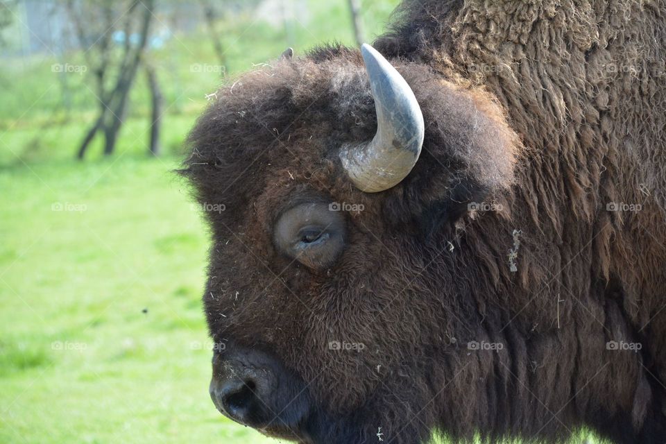 Bison in profile 