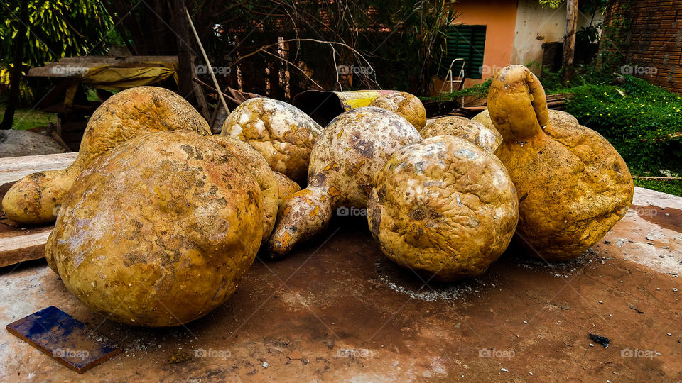 Cabaças secas. Vegetais murchas.