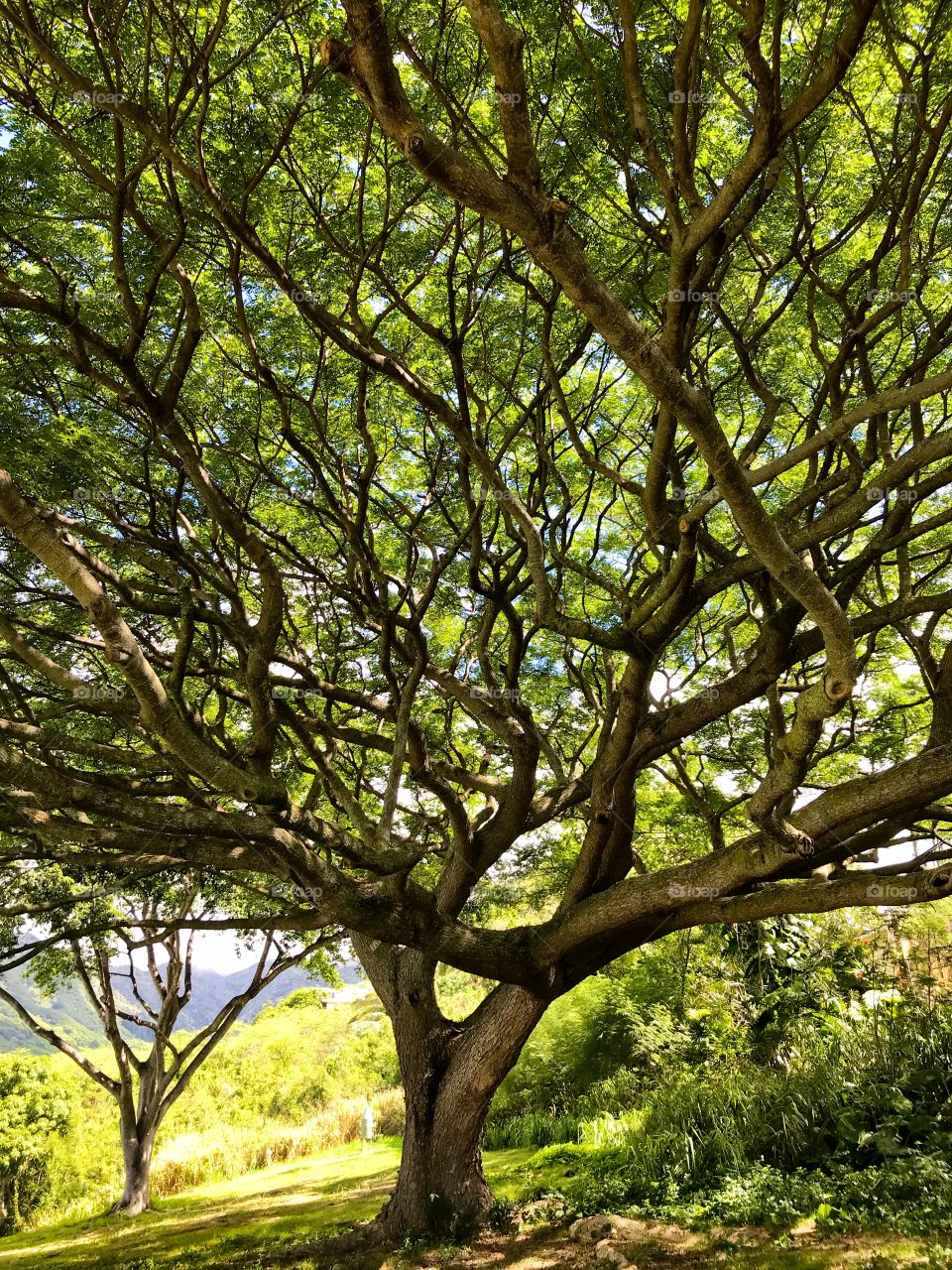 Under a Monkey Pod Tree