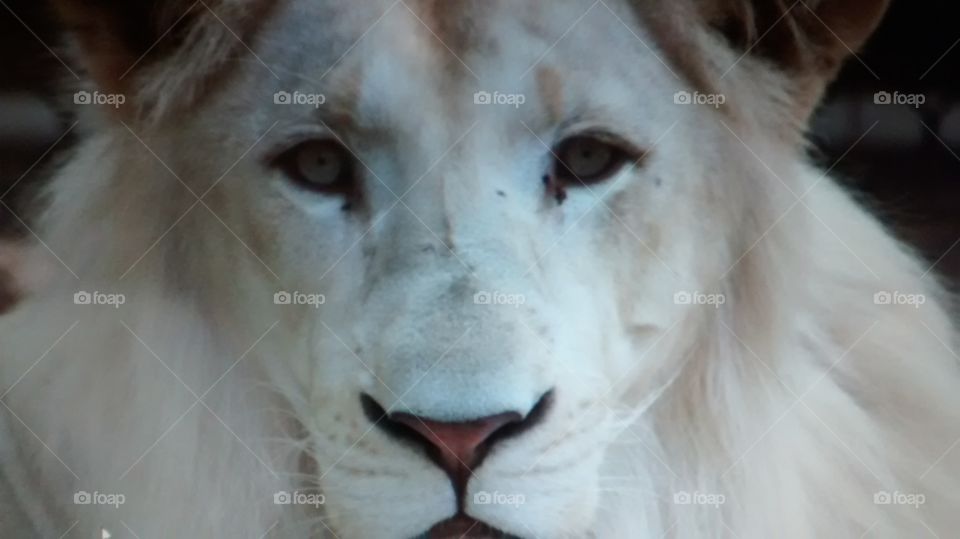 Beautiful Male Lion