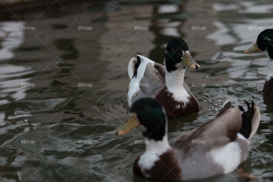 Duck, Mallard, Bird, Waterfowl, Pool