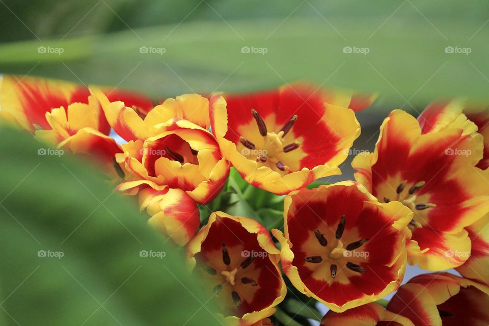 Tulips red and yellow 