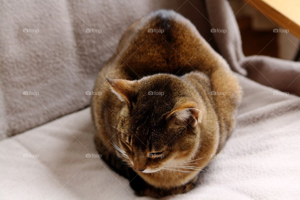 Abyssinian cat
