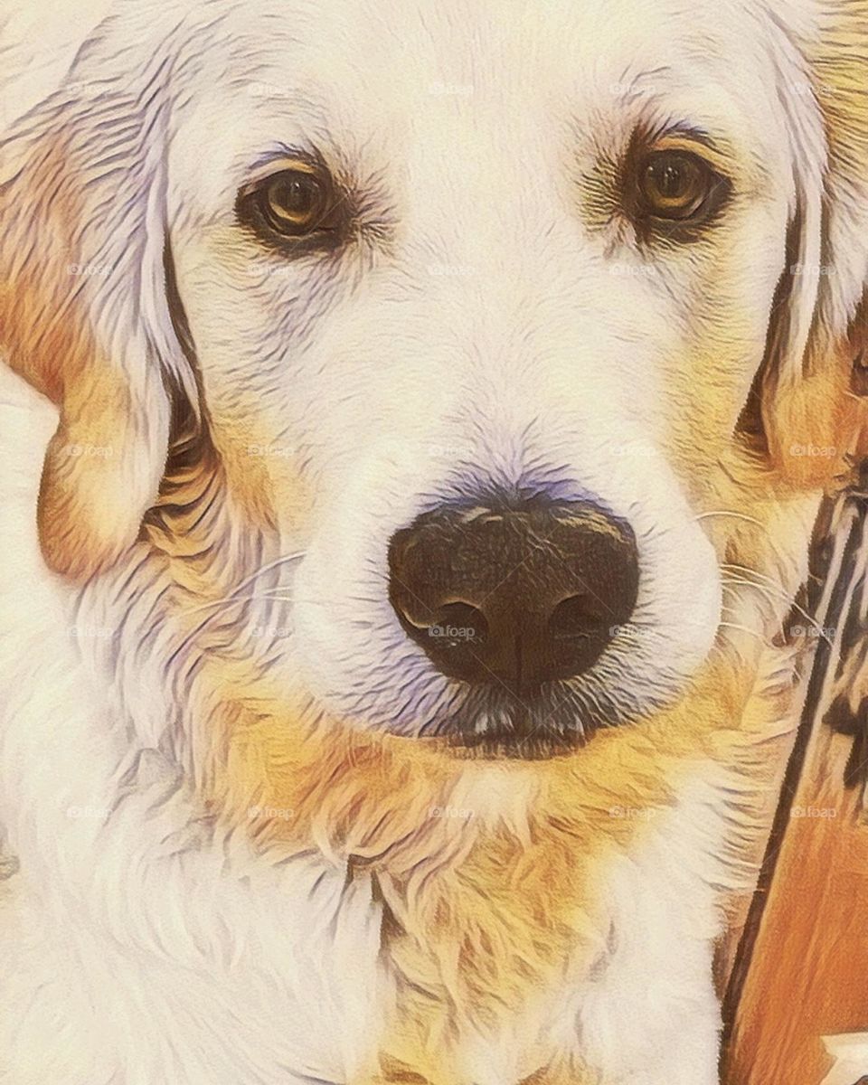 stylized photo of golden retriever