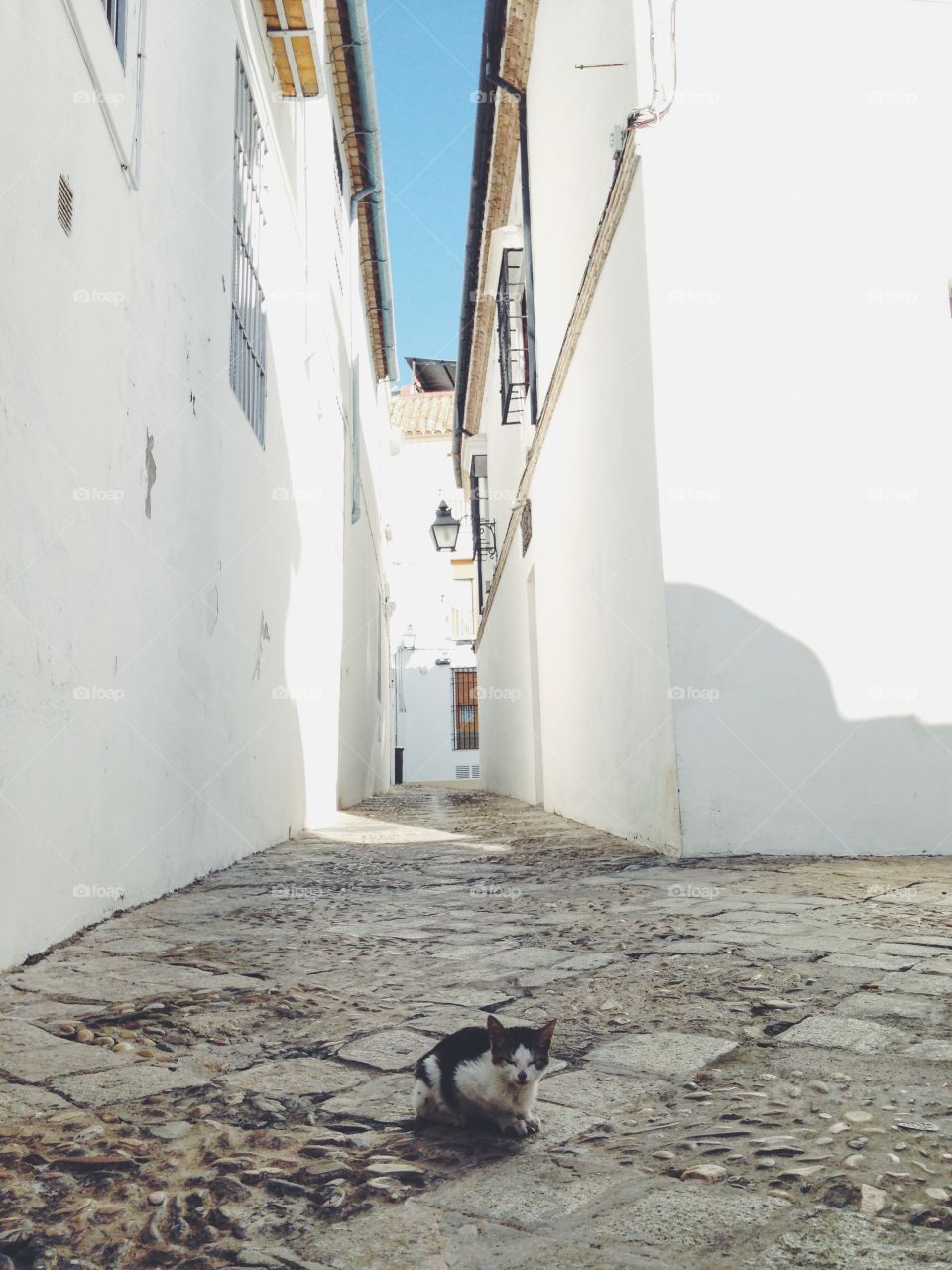 Little kitten alone at the big street 