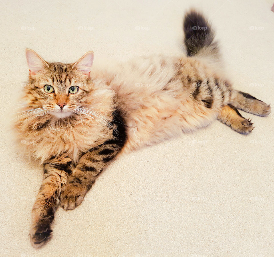 Portrait of resting tabby cat