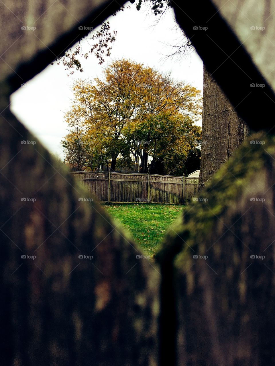 Peaking through the fence in Autumn -- is the grass greener?