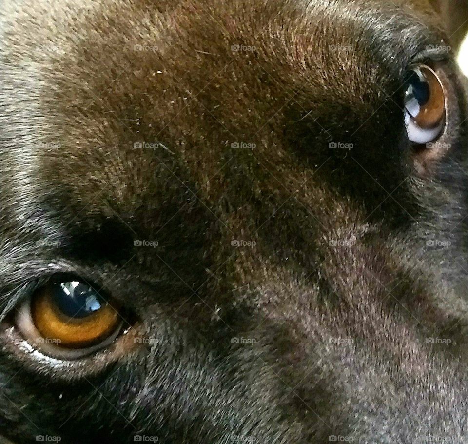 Dog eyes