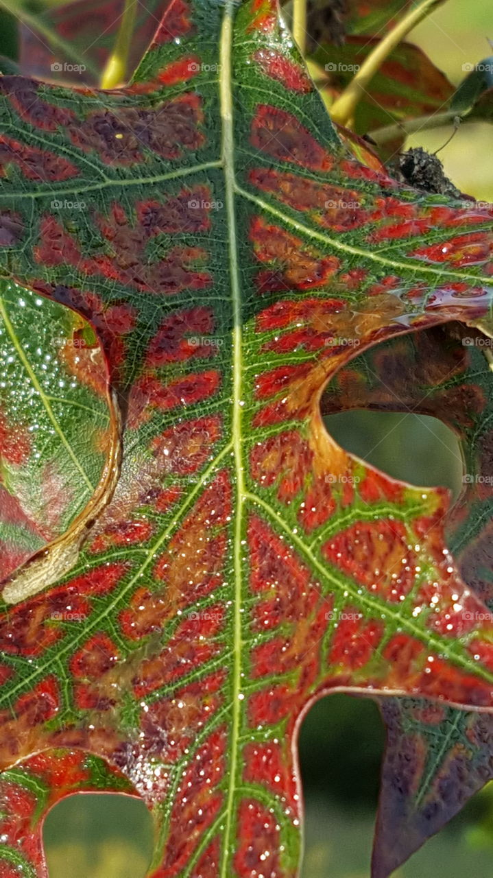 dew on the leaf