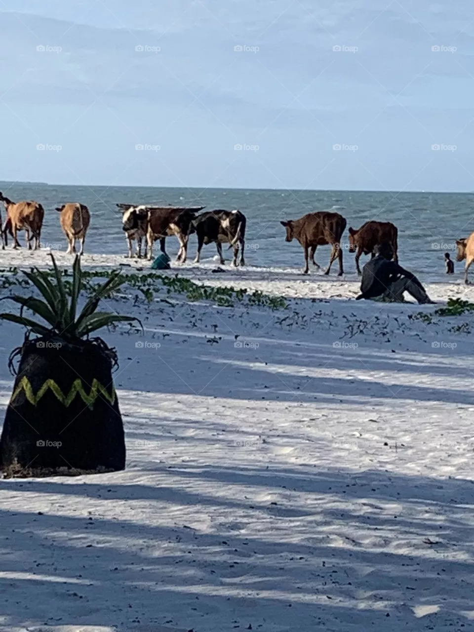 Cows walking alongside the beach 