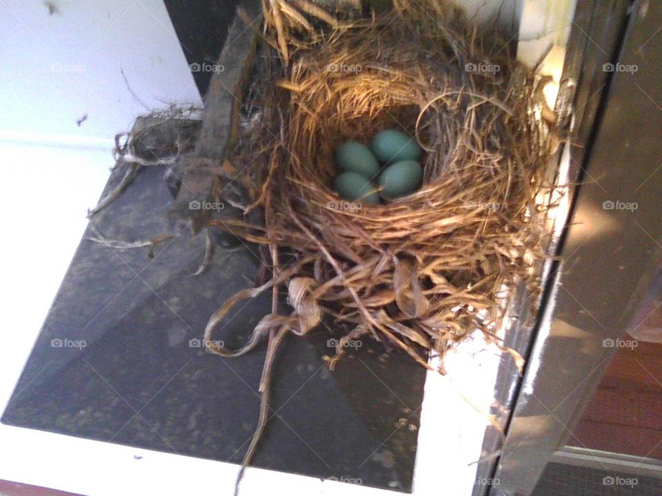 Robin nest - stage 1