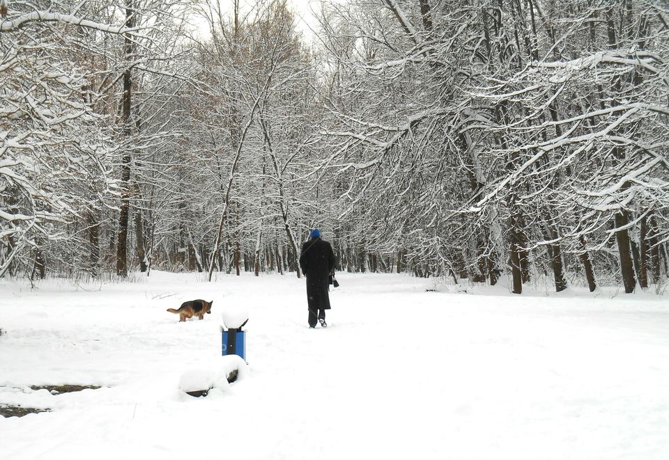 Snow, Winter, Cold, Frost, Tree