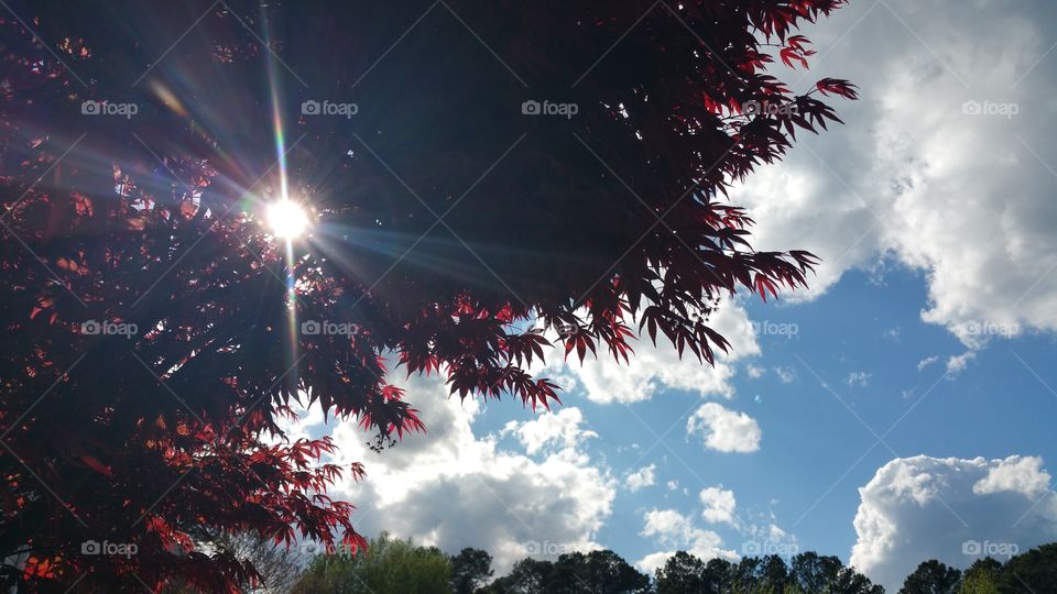 Sunlight in the Maple