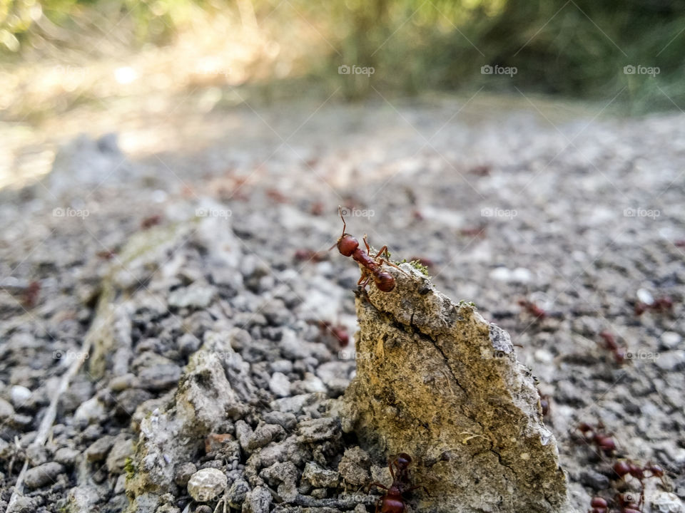 Ants on a rock