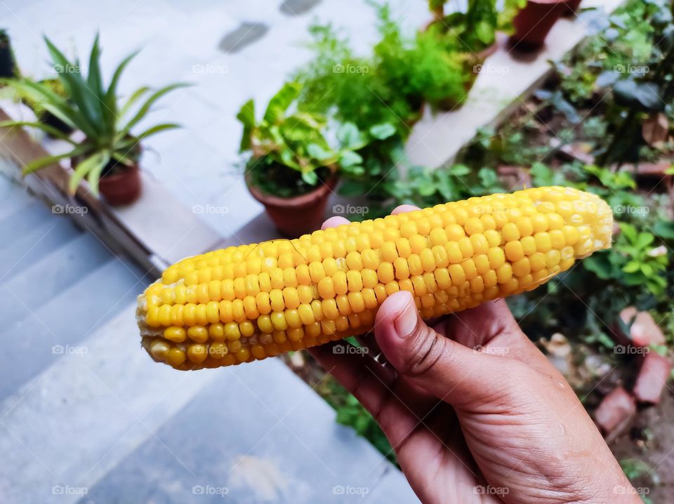 Maize is held in the hand