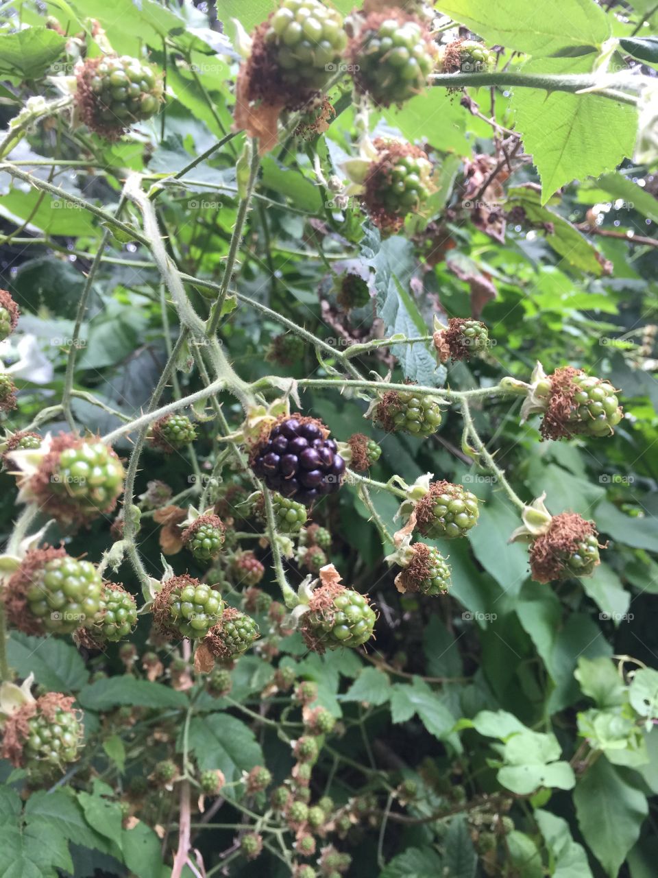 Almost time for blackberries 