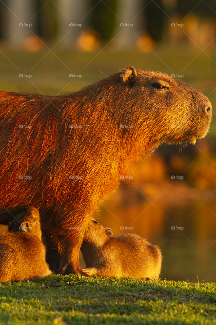 Nature of Brazil - Capybara breastfeeding her young.