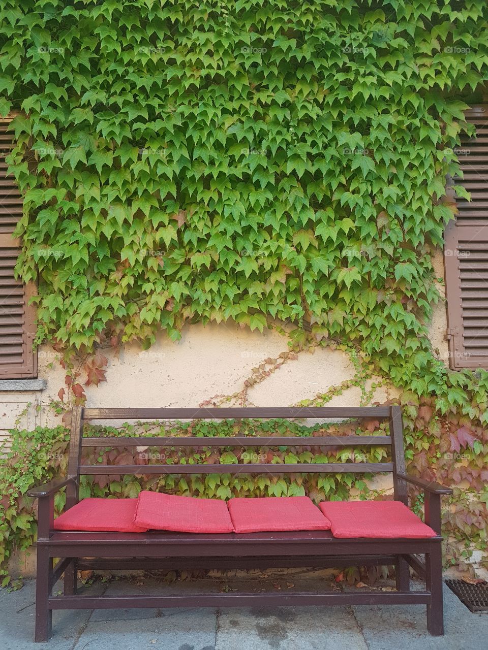 Wood bench with red cushions against a wall green covered