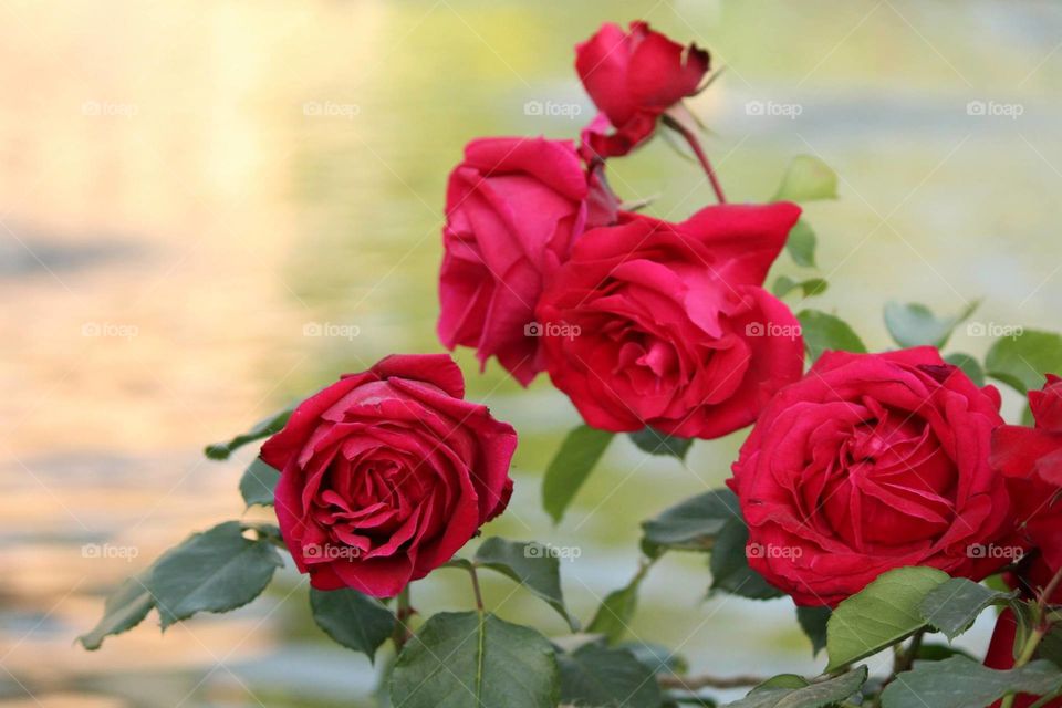 Natural bouquet of red roses - at Mughal Gardens, Srinagar