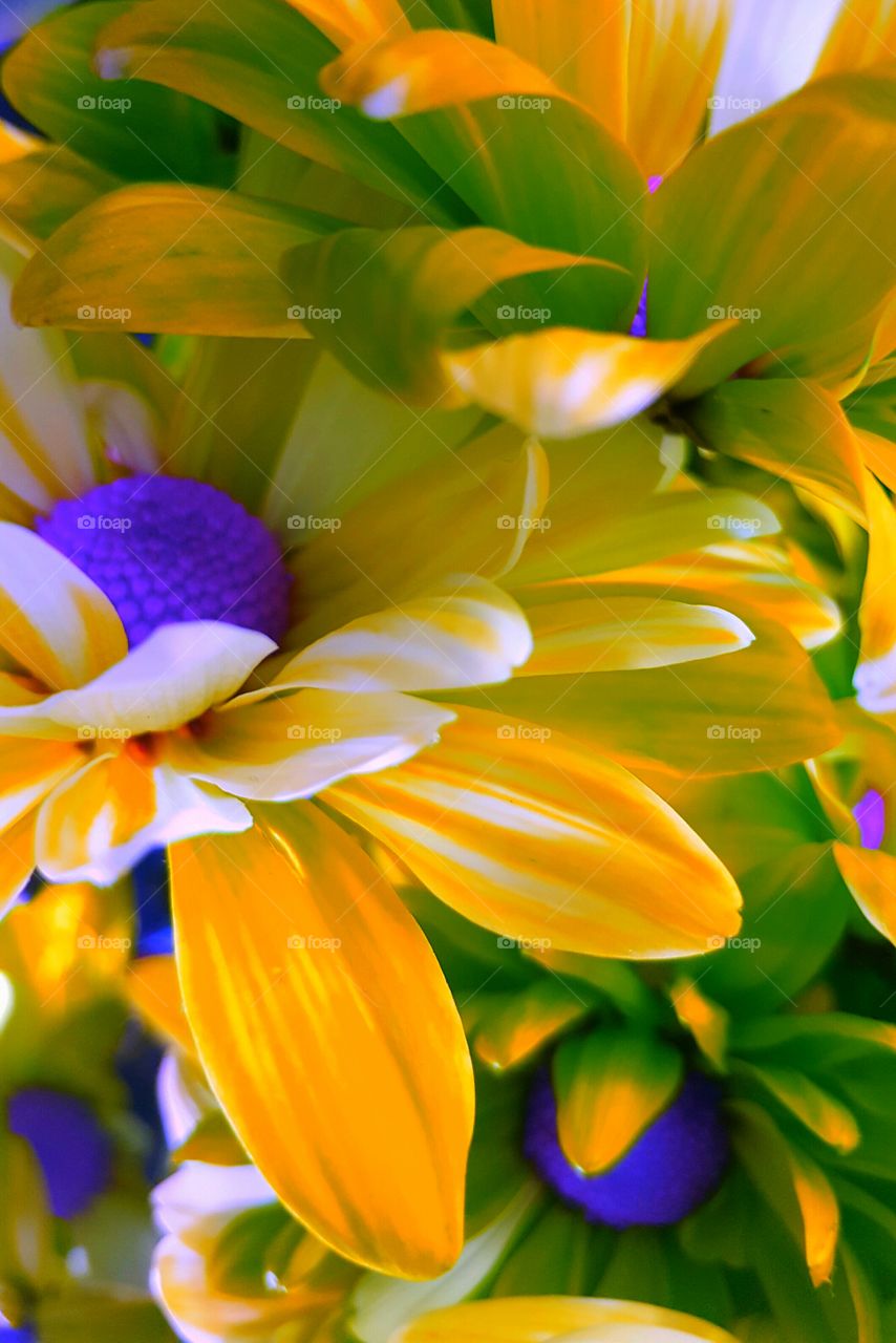 yellow craisydaisies