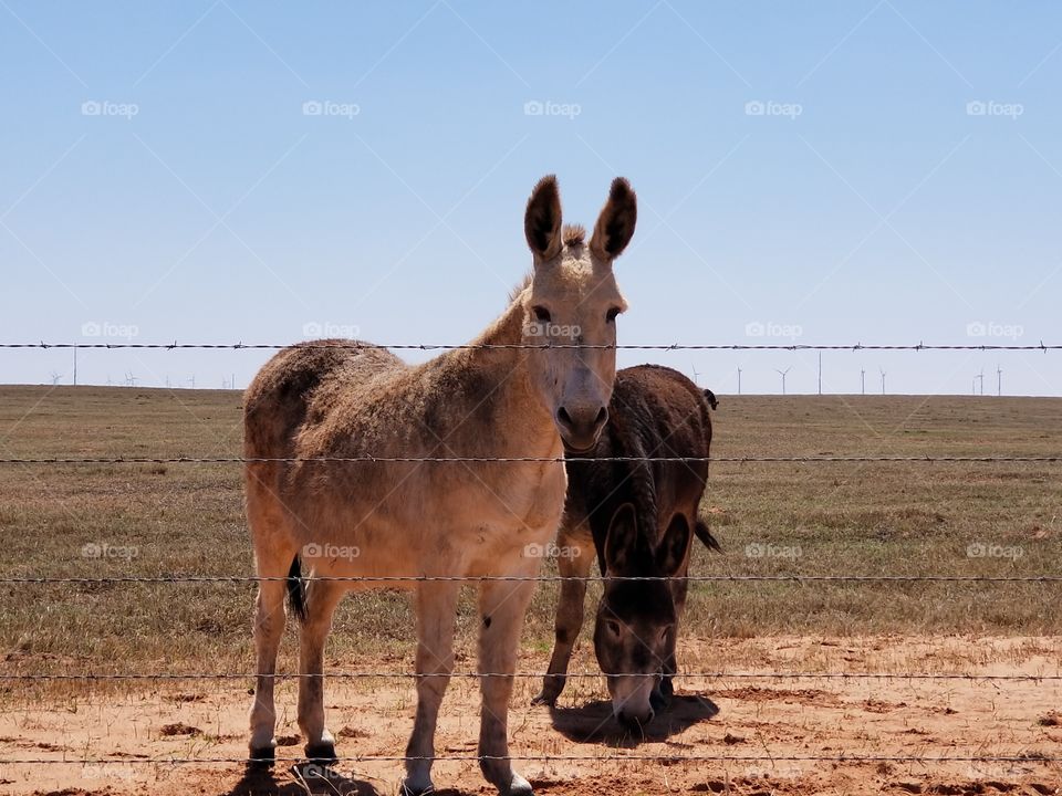 donkeys