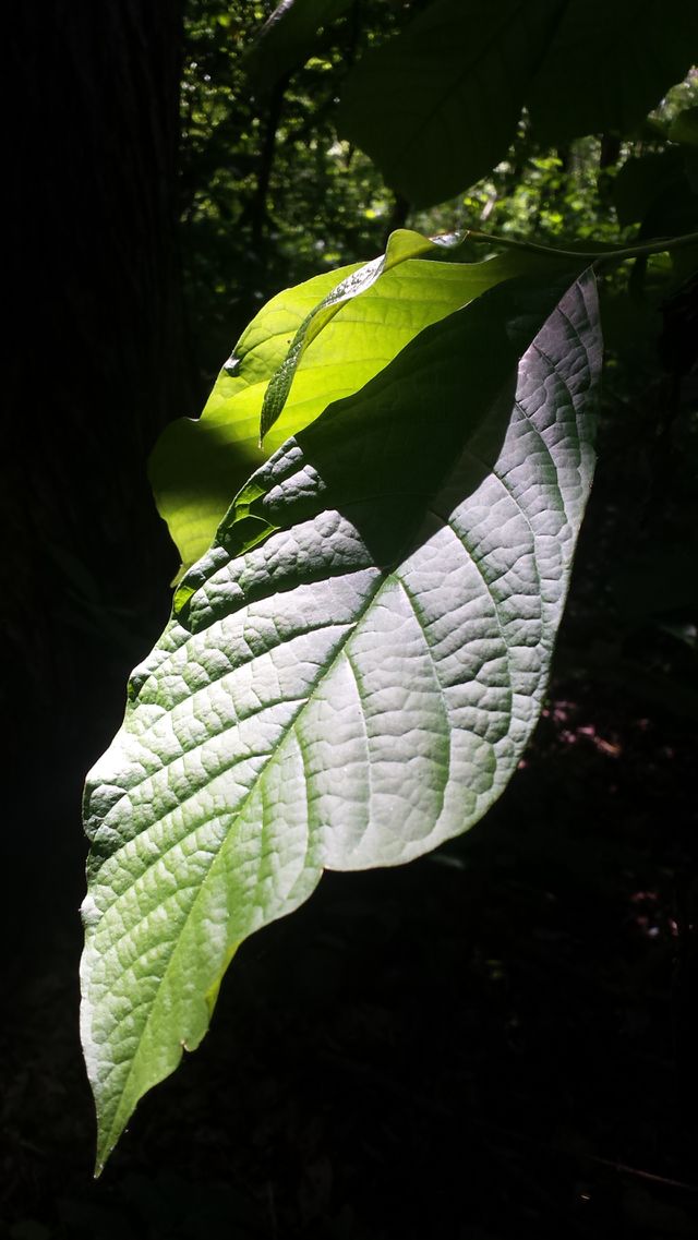 shadows on a leaf
