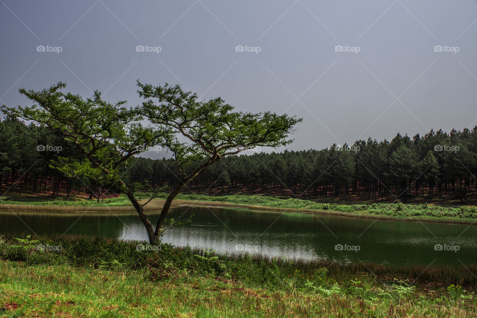 tree infront of plantation water supply. Cloudy day
