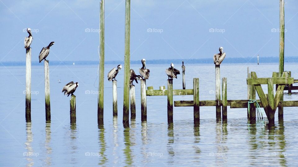 Pelicans gathering
