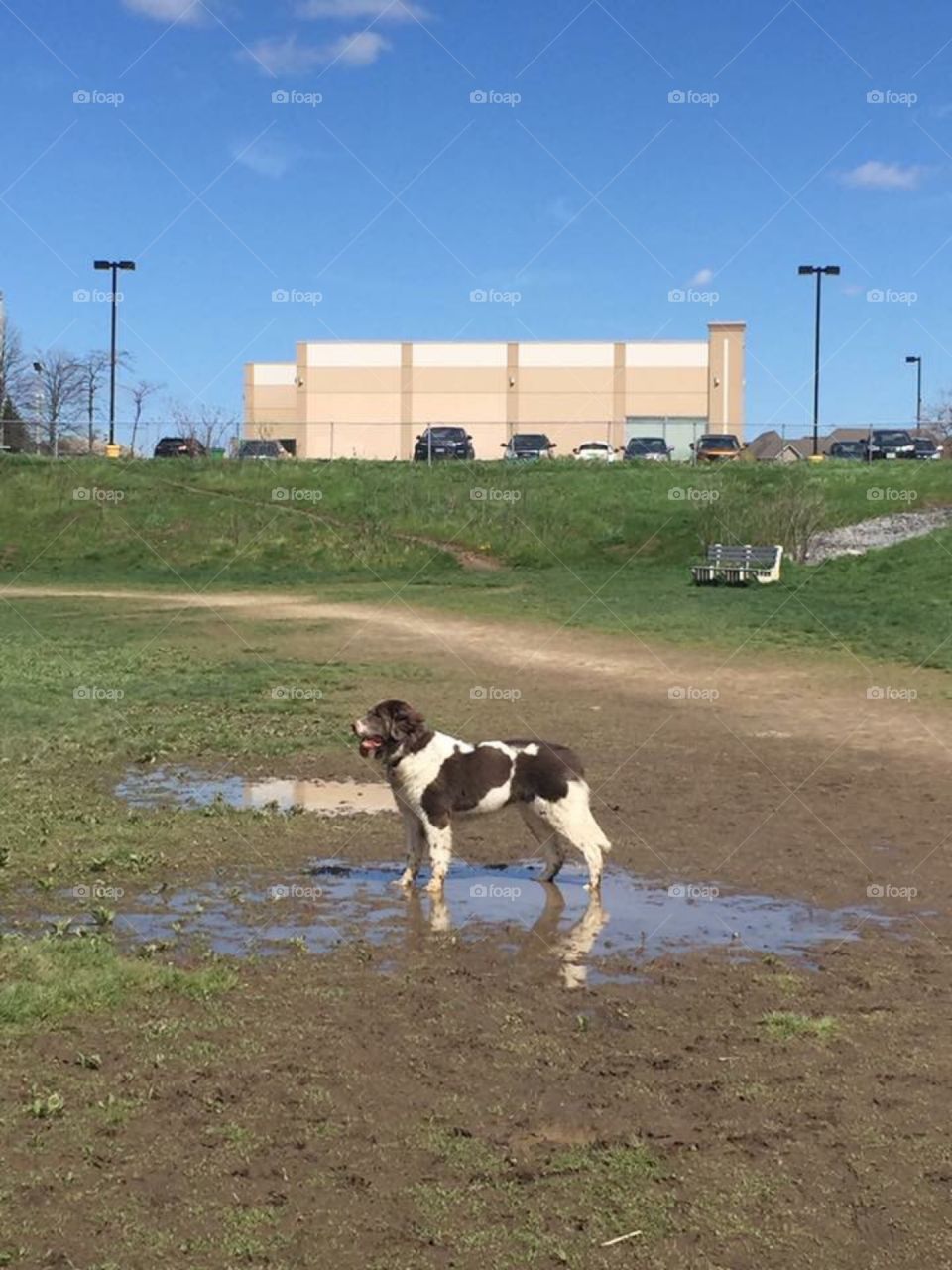 Newfoundland Dog in the mud and puddle