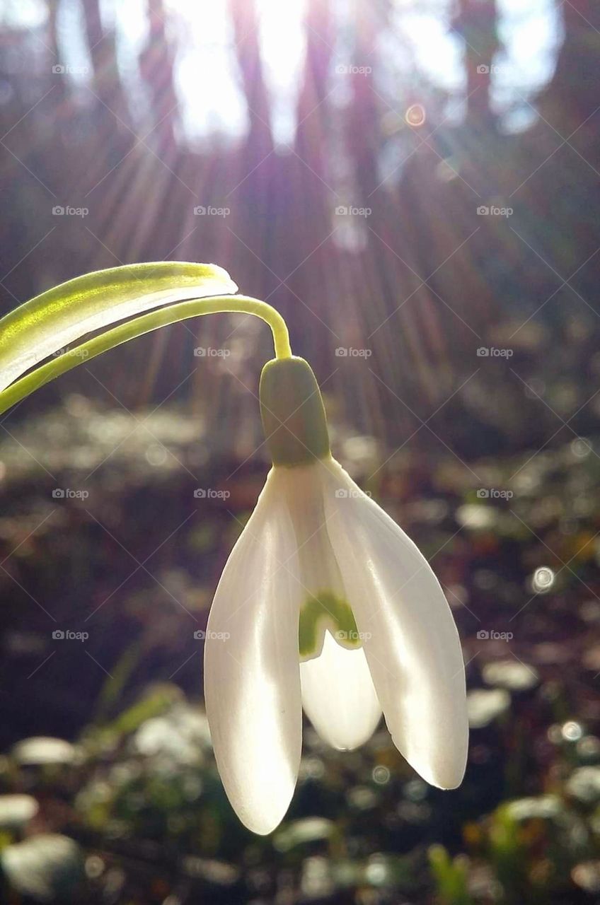 Beauty of flowers