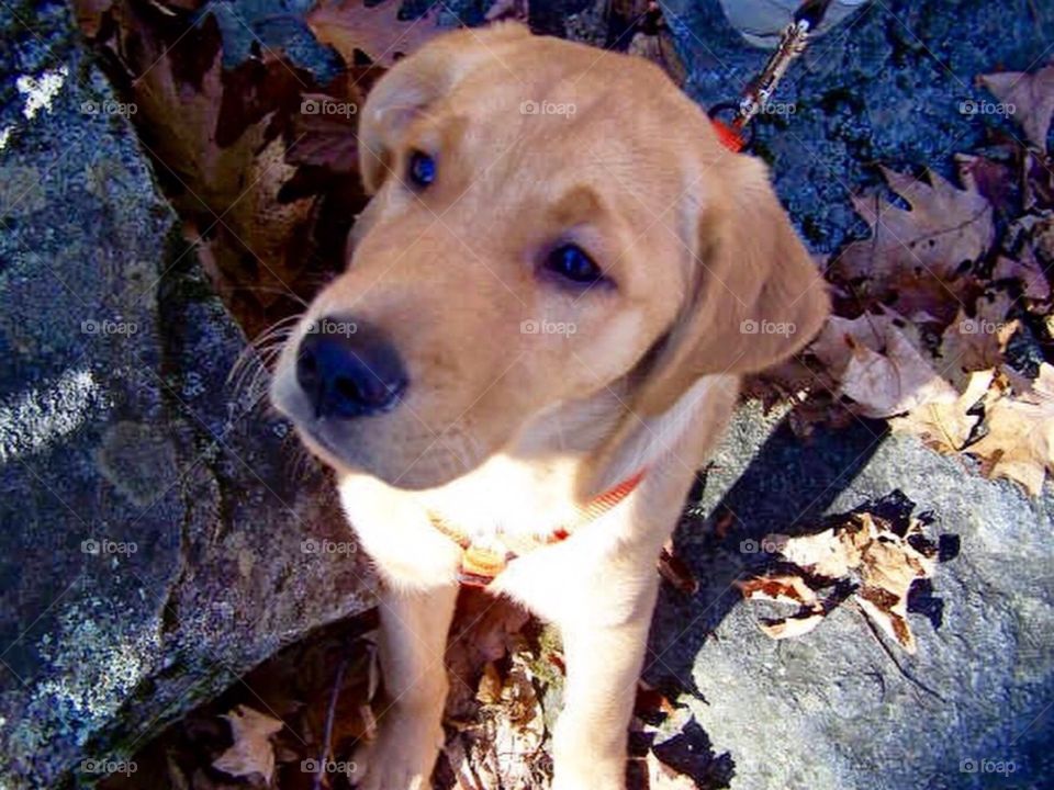 Golden retriever pup