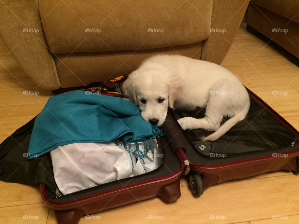 My wife was getting ready to a business trip while this pup came and laid down to her suitcase. 