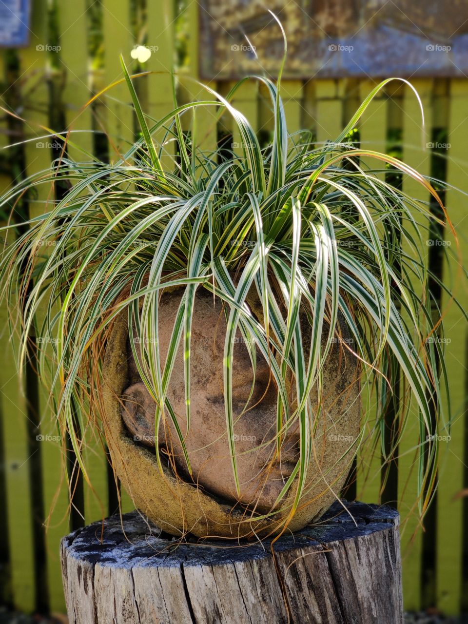 Weird and wonderful plant pot