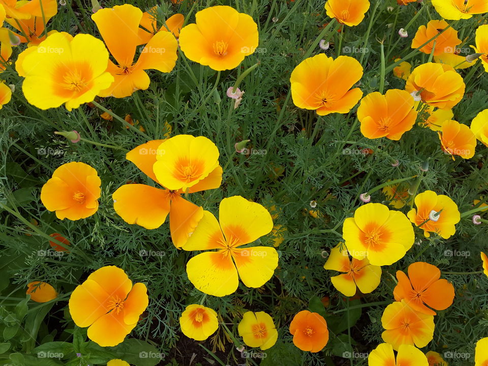 shades of yellows and golden hues to brighten the spring wild fields