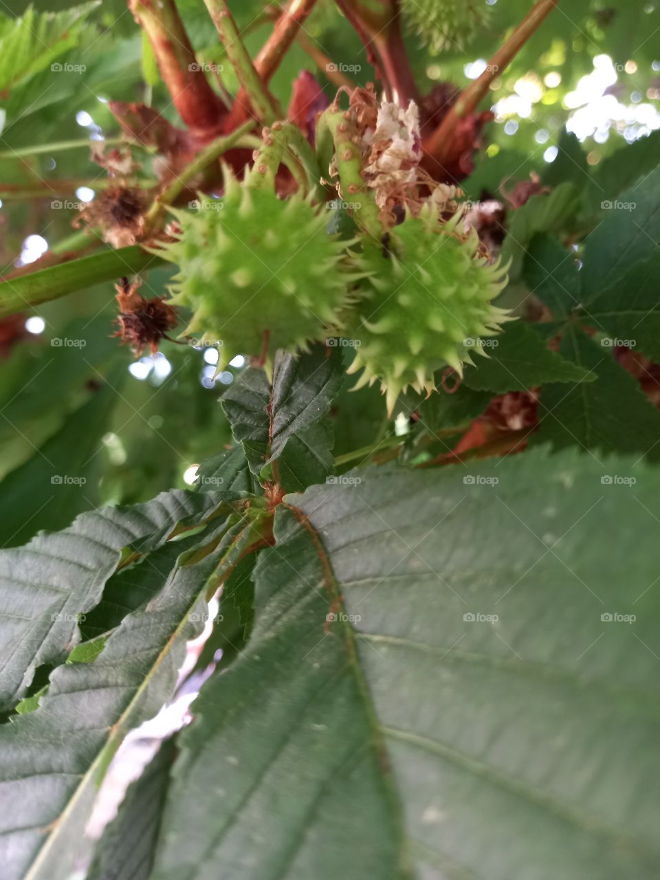 An Unidentified Tree