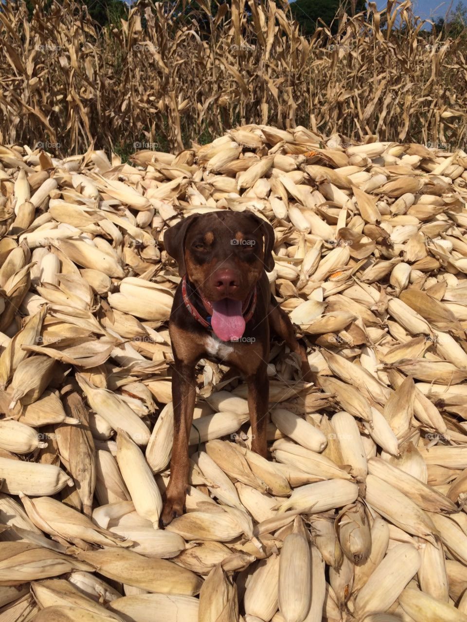 Catahoula leopard dog in a pile of corn. I conquered corn!