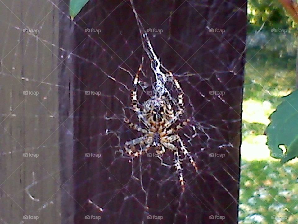 Spider, Spiderweb, Arachnid, Cobweb, Trap