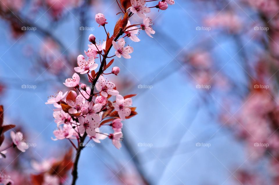 Flower, Cherry, Nature, Branch, No Person