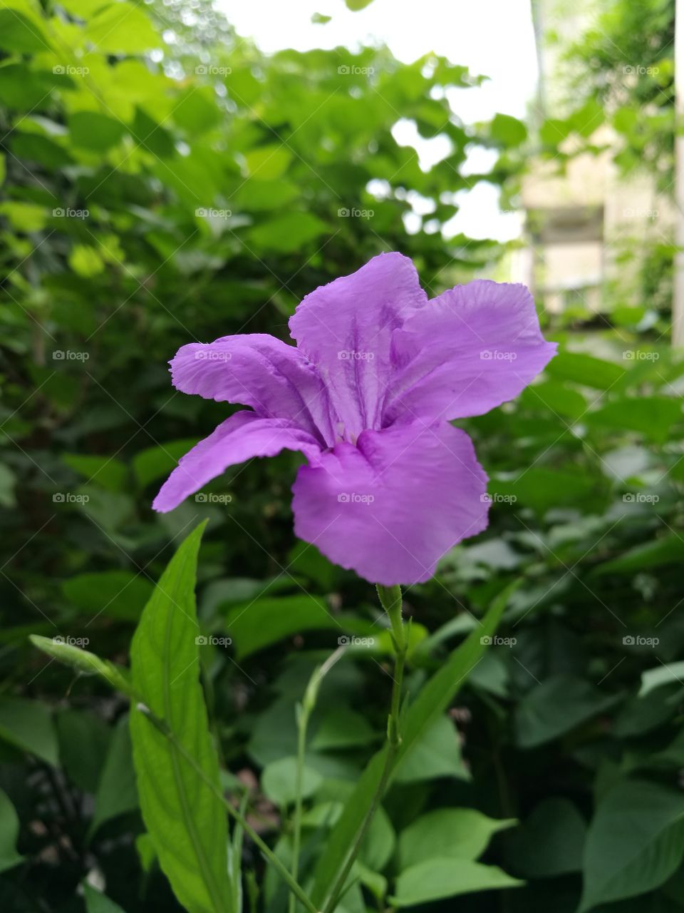 Closeup of beautiful purple flower with garden background.