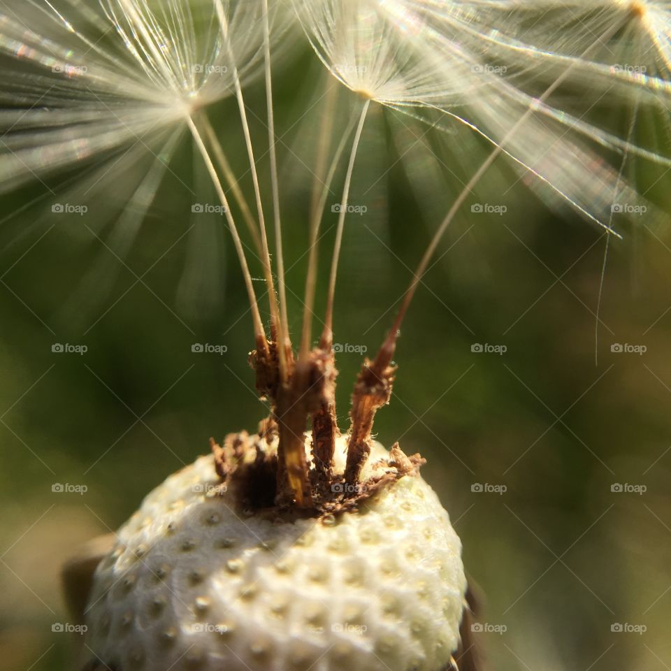 Nature, No Person, Summer, Seed, Closeup