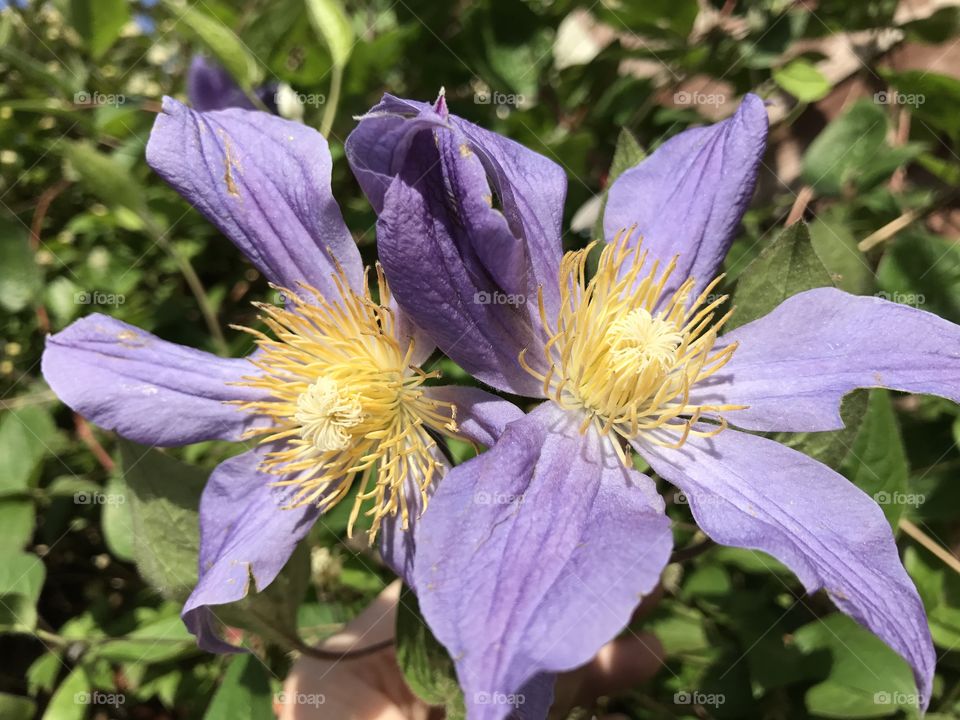 Flower closeup, purple