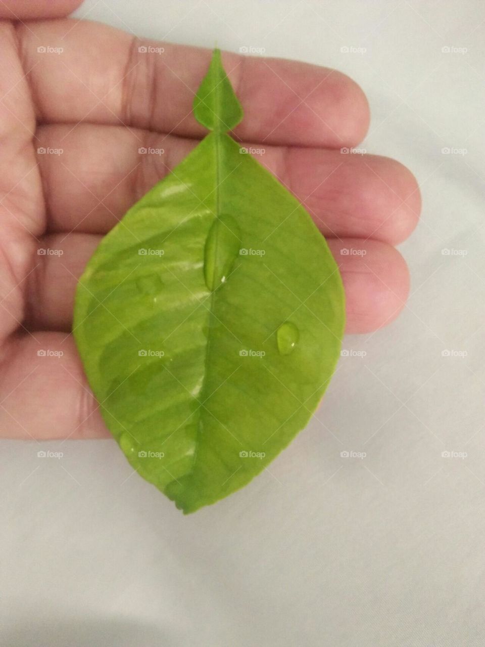 Beautiful drops of water on a green plant.