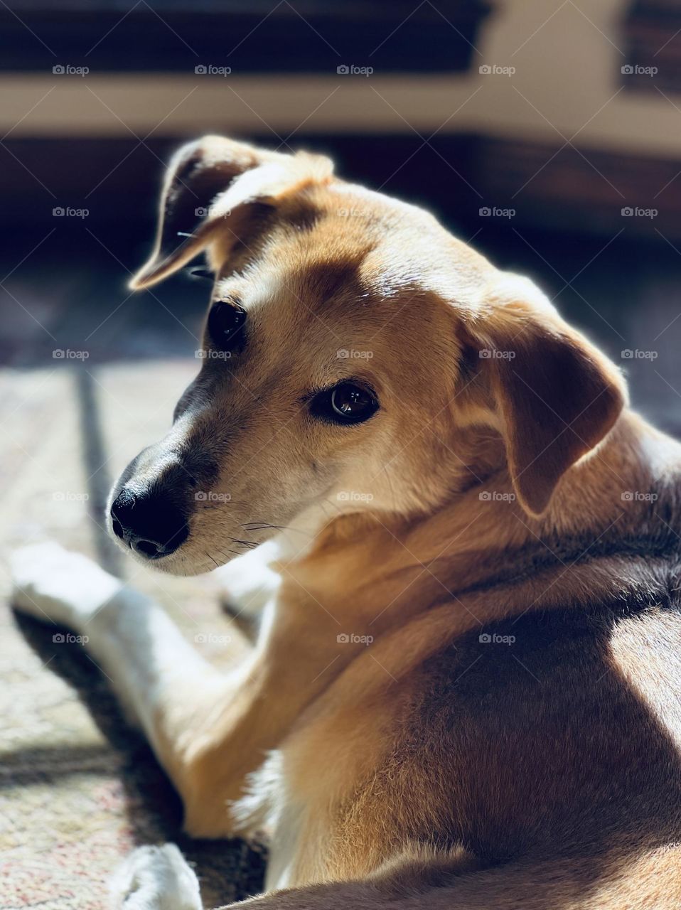 Closeup of pet dog laying down indoors, highlighted by sunshine streaming through the window. She is looking back over the shoulder at the camera.