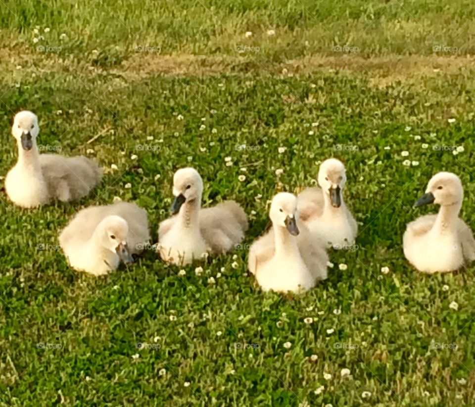 Baby Swans. Six baby swans on green grass