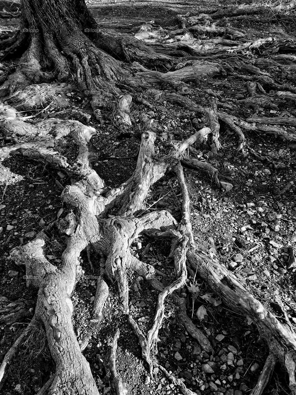 Tree roots